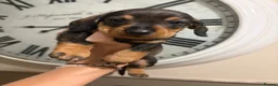 Dachshund dogs for sale: ✨2 boys. Health tested KC standard dachshunds✨  - Advert 31