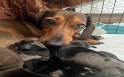 Dachshund dogs for sale: Miniature Dachshunds - Image 18