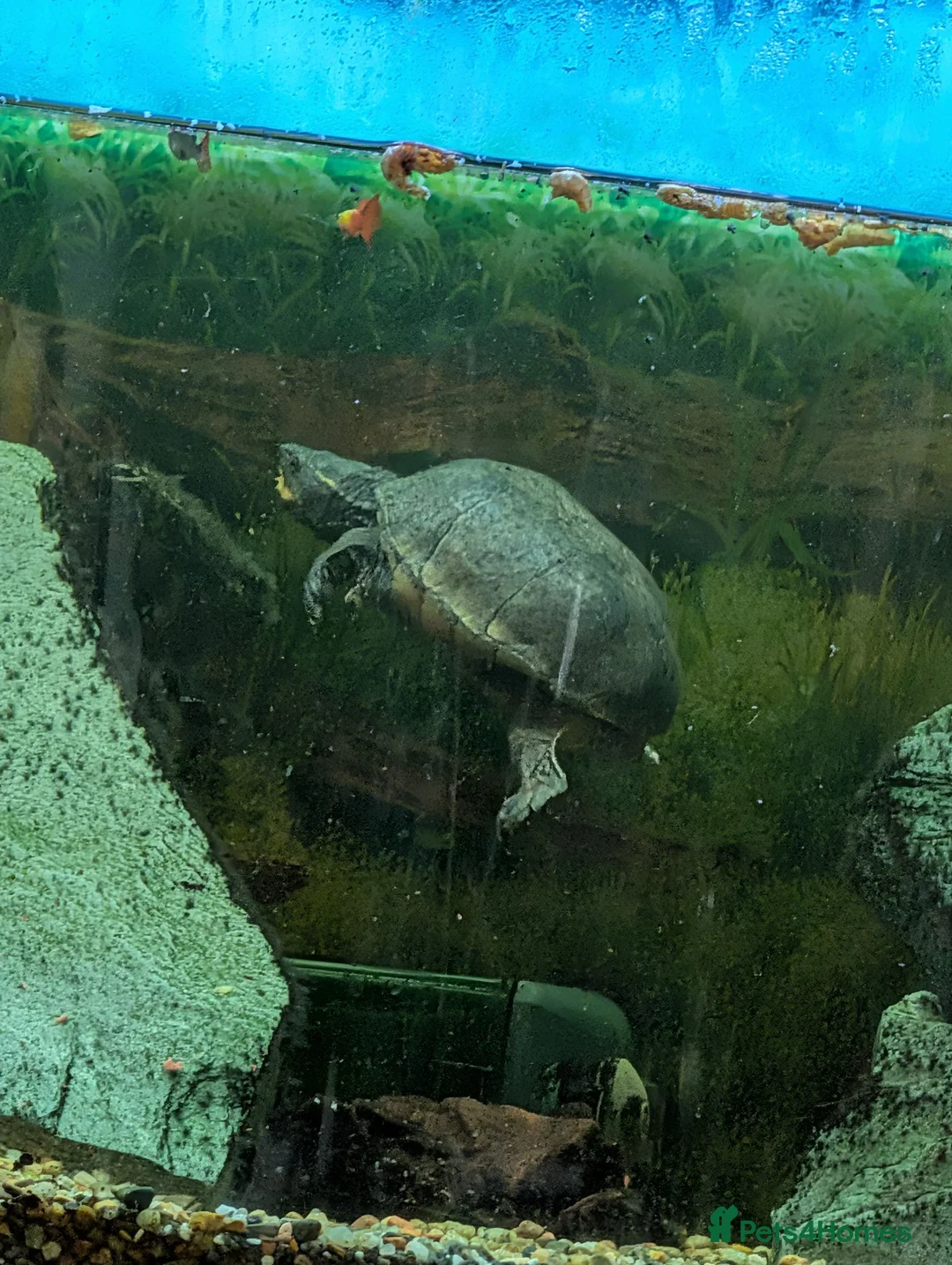 Turtle reptiles for sale: Common musk turtles and tank - Advert 2