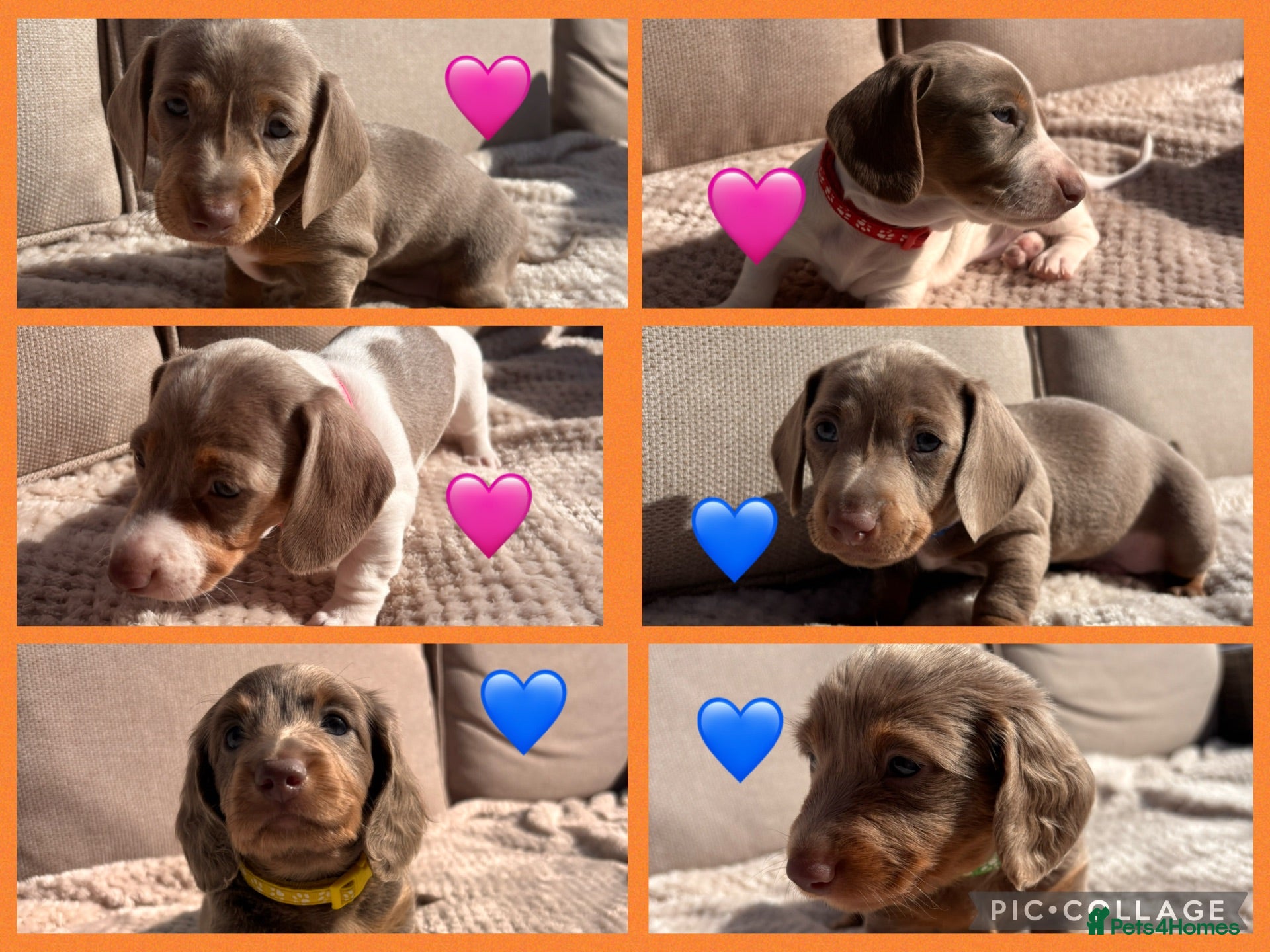 Dachshund dogs Beautiful Dachshund Puppies  - Advert 18