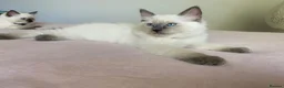 Ragdoll cats for sale: Ragdoll kittens - Advert 4