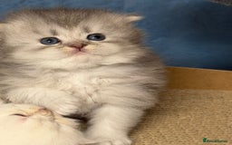 British Longhair cats for sale: British longhair kittens TICA blue golden - Image 8