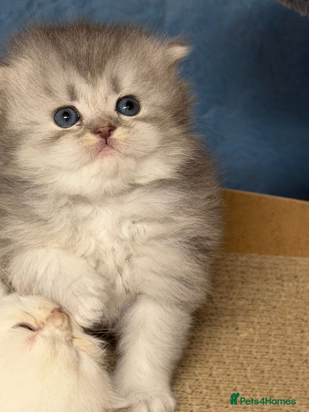 British Longhair cats for sale: British longhair kittens TICA blue golden - Image 8