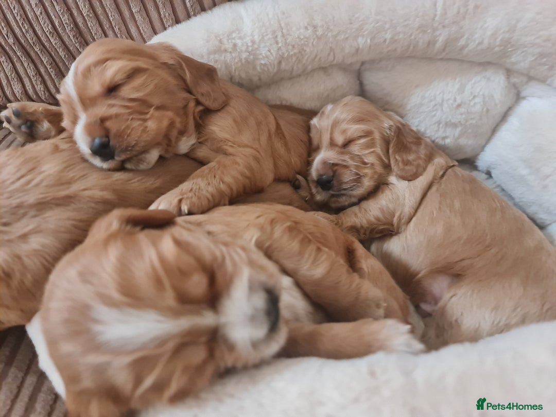 Cocker Spaniel dogs for sale: Golden Cocker Spaniel puppies (boy available) - Advert 20