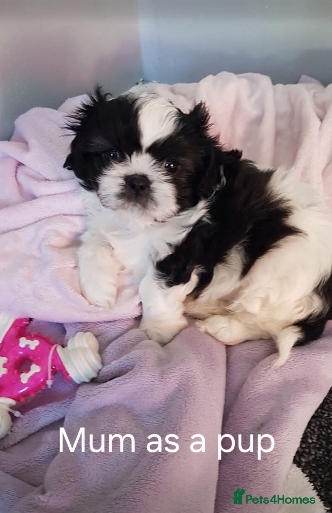 Shih Tzu dogs for sale: Shih tzu pups - Image 3