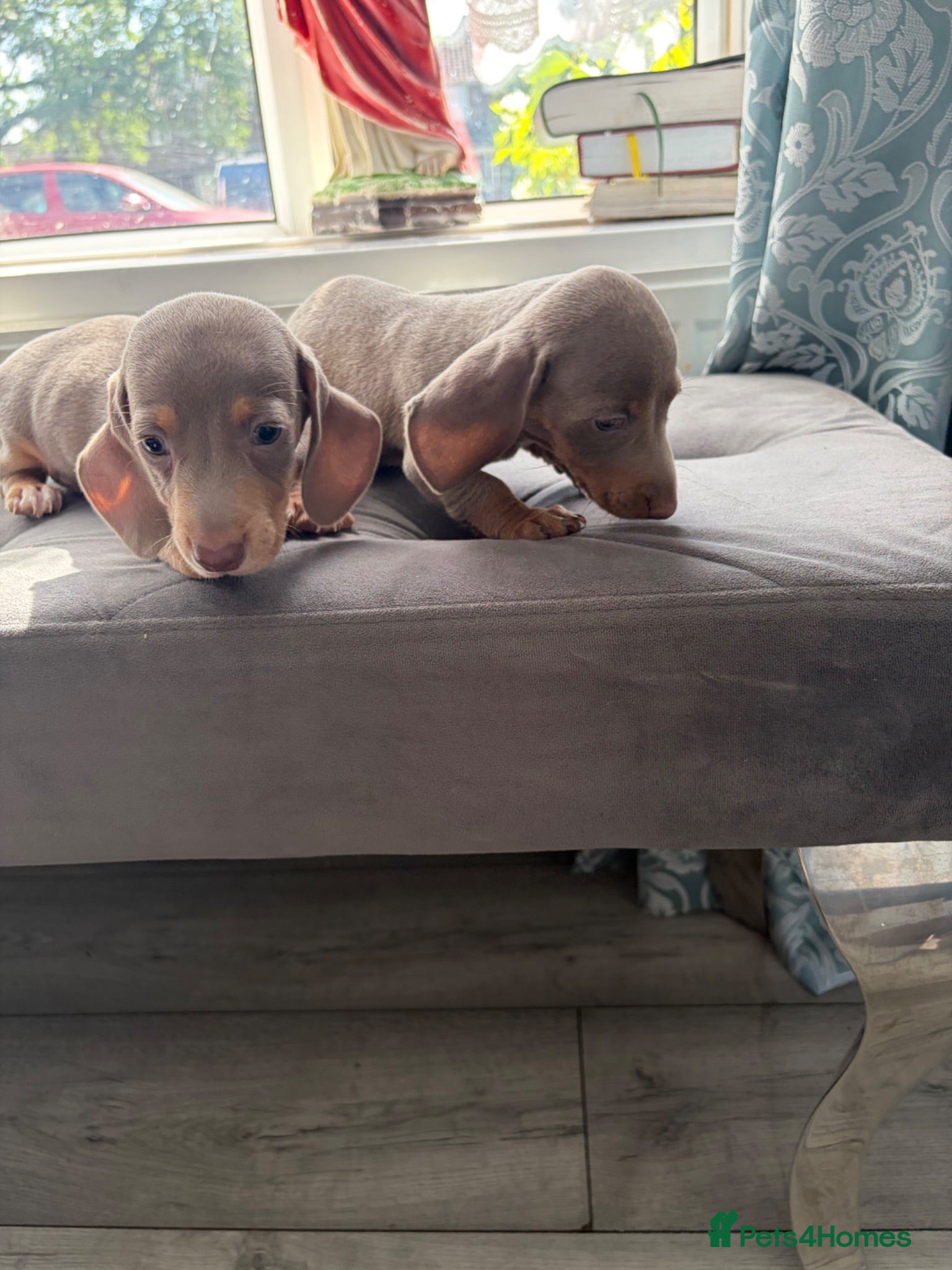 Dachshund dogs Isabella dachshunds ready to go 23rd July  - Advert 6