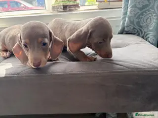 Dachshund dogs Isabella dachshunds ready to go 23rd July - Advert 6