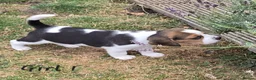 Beagle dogs for sale: Gorgeous KC reg puppies - Advert 4