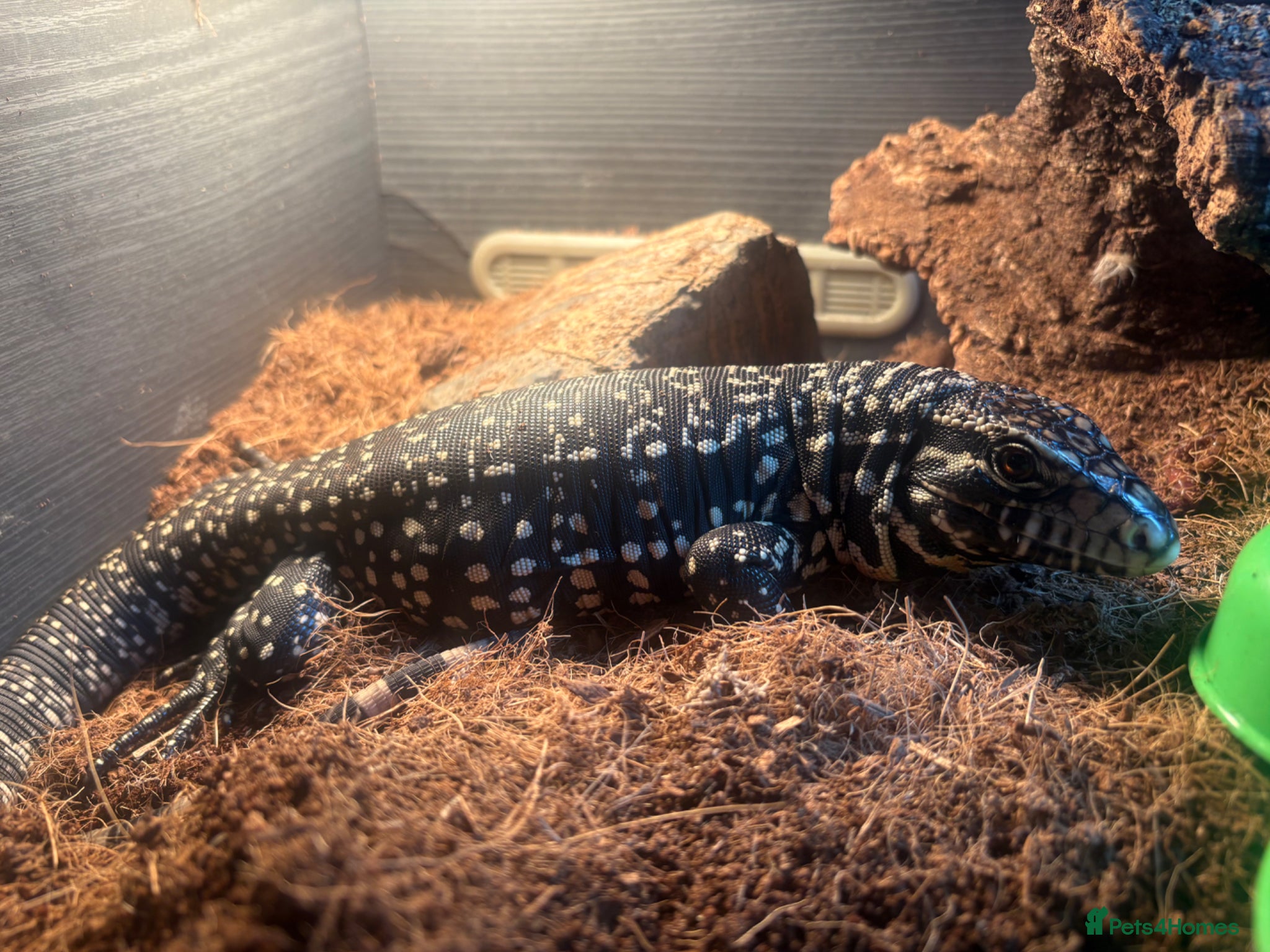 Lizard reptiles Tilly the tegu  - Advert 2