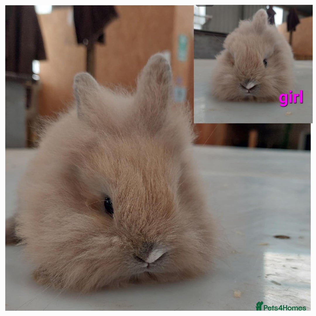 Lionhead rabbits for sale: Gorgeous baby bunnies for sale  - Image 8