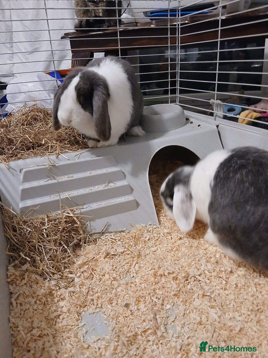 French Lop rabbits for sale: Female rabbit and large indoor cage - Advert 2
