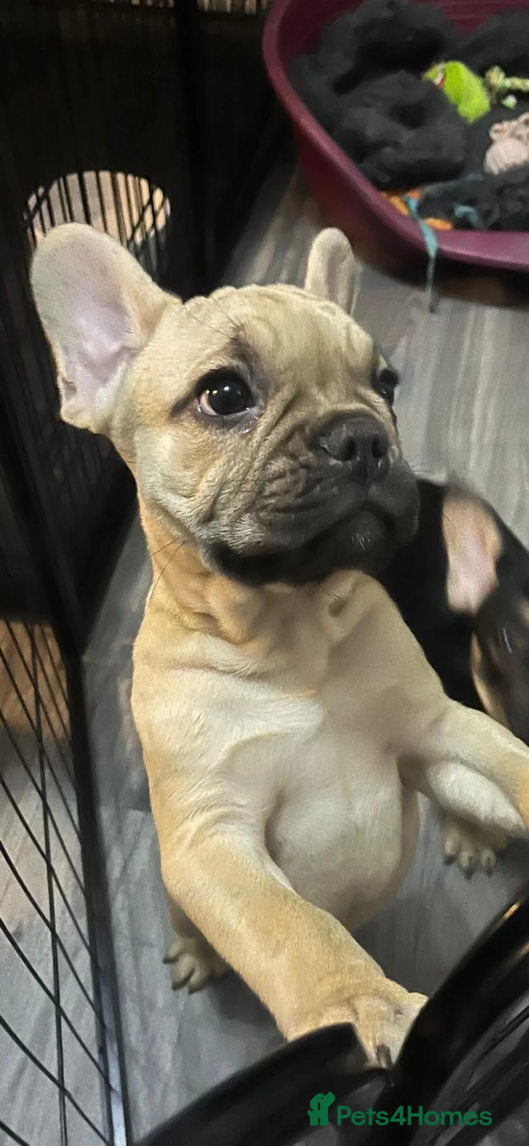 French Bulldog dogs for sale: 2 beautiful boys waiting for their forever homes  - Advert 4