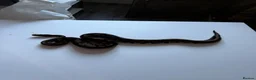Python Snake reptiles for sale: Ball pythons various reduced  - Advert 20