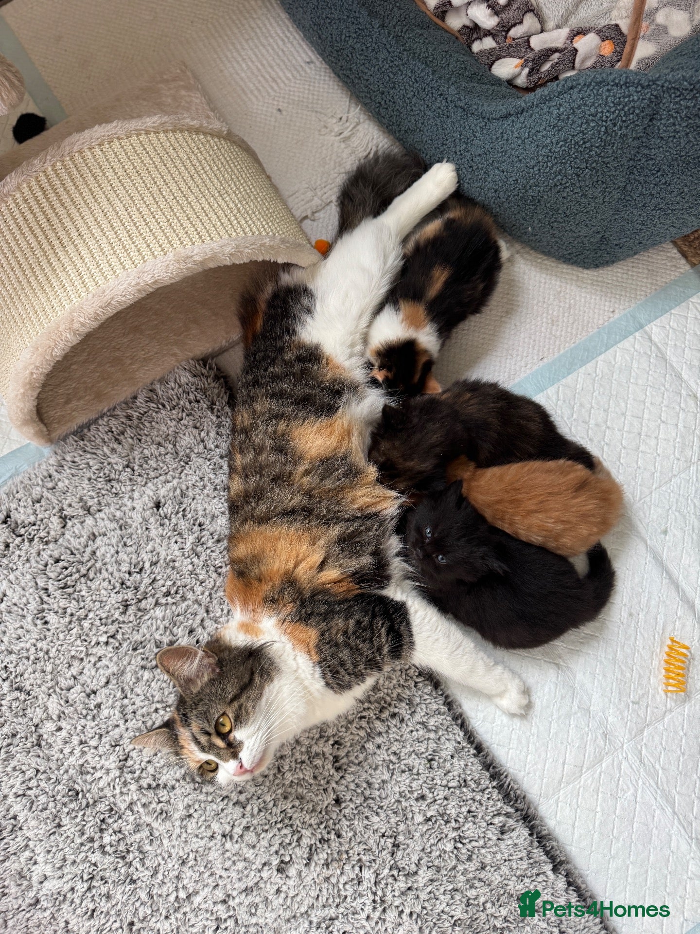 Mixed Breed cats Stunning kittens from a Maine Coon cross mum - Advert 2