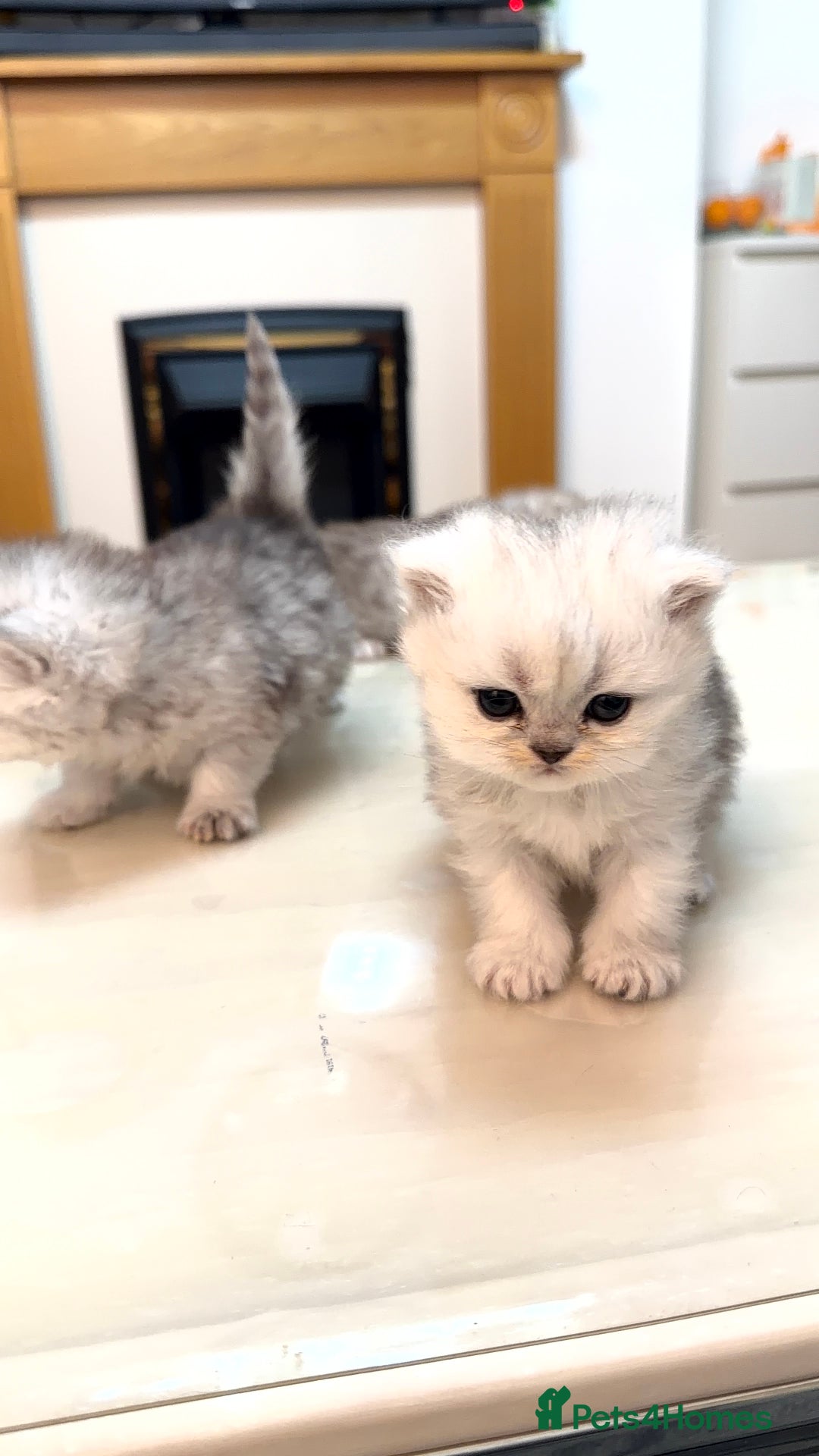 Persian cats for sale: 3 female chinchilla Persian kittens - Advert 3