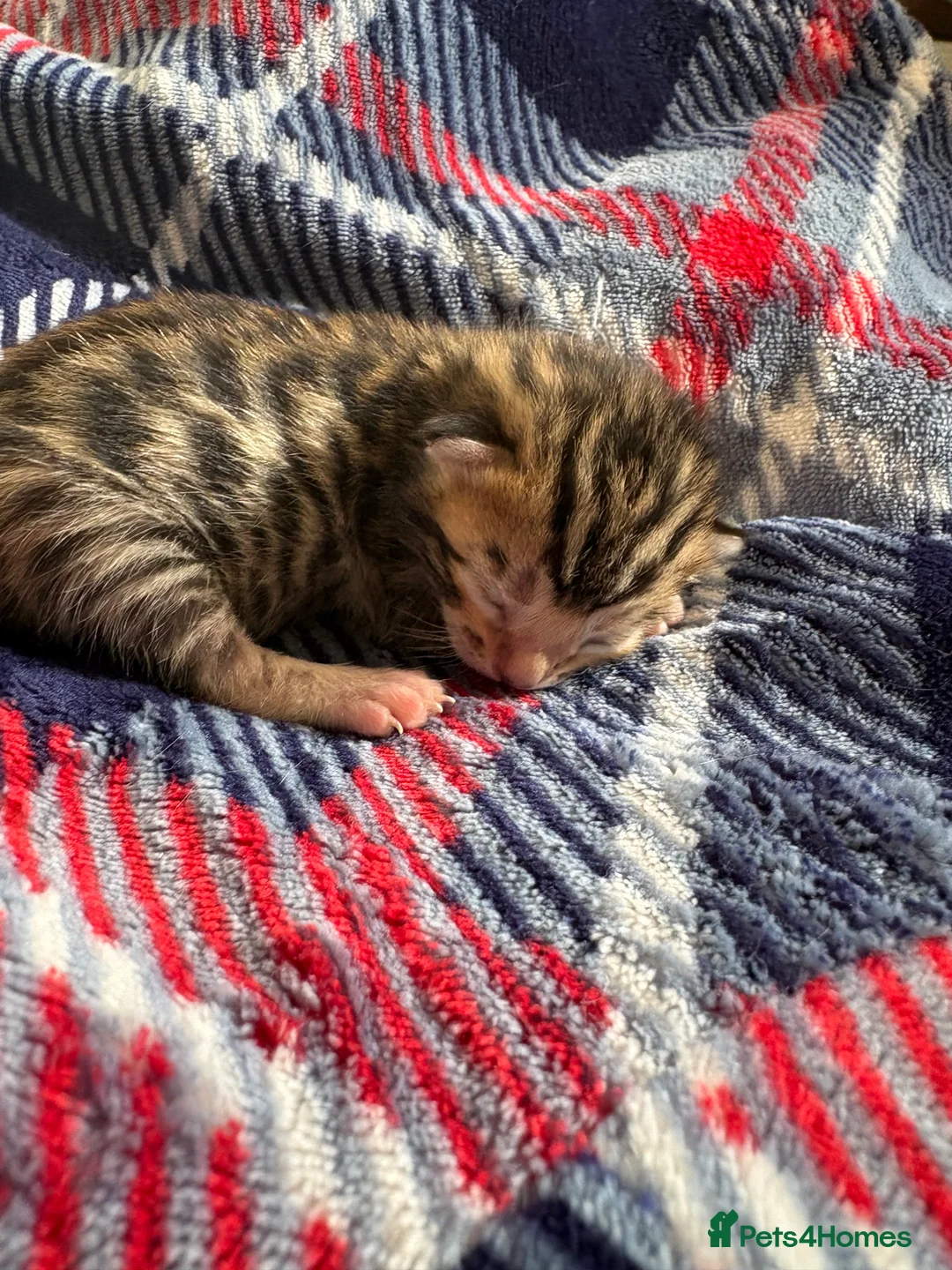 Bengal cats for sale: Pure Bengal kittens  in Oswestry - Advert 6