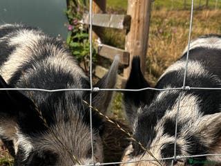 Pig livestock Kuni kuni pigs - Advert 14