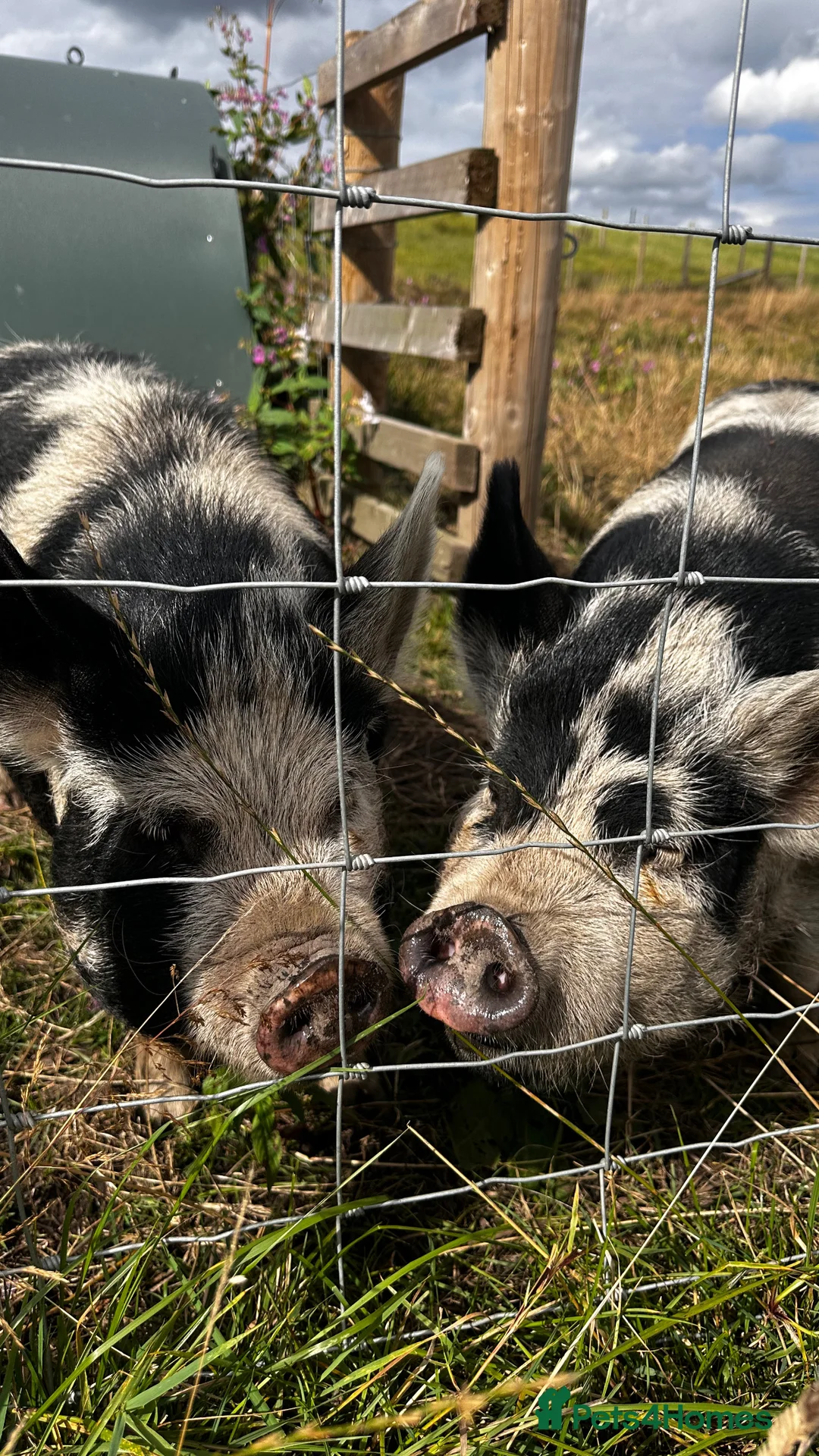 Pig livestock for sale: Kuni kuni pigs  - Advert 1