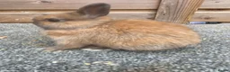Netherland Dwarf rabbits for sale: Various netherland dwarf kits   - Advert 5
