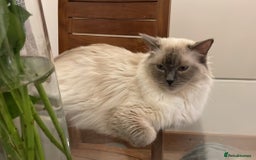 Ragdoll cats for sale: GCCF Champion Line Beautiful Ragdoll Kikki - Image 2