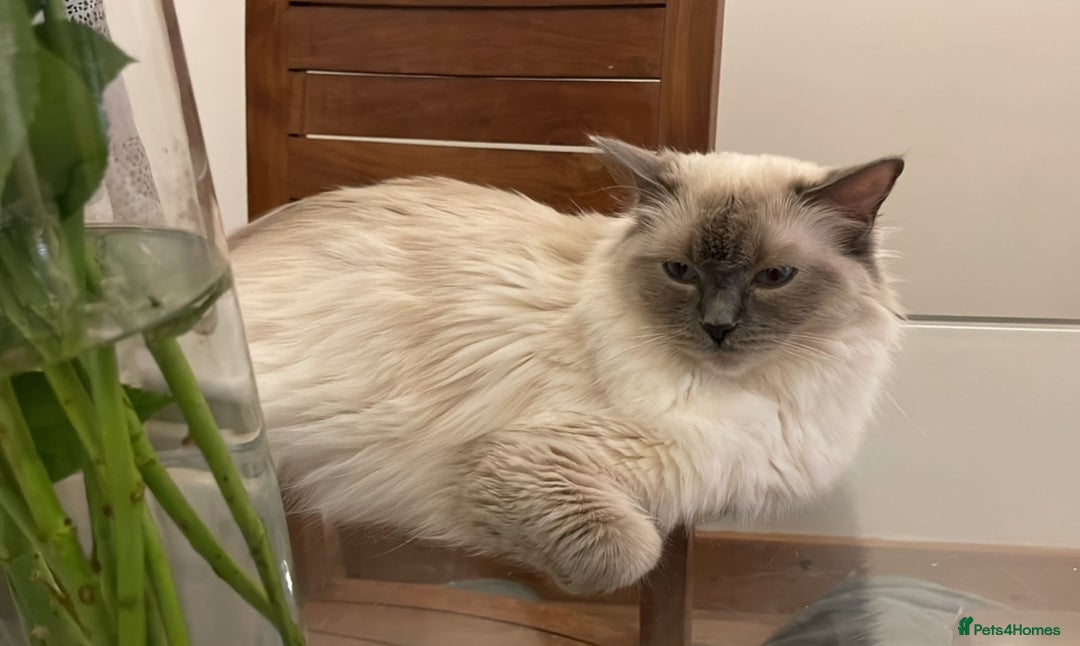 Ragdoll cats for sale: GCCF Champion Line Beautiful Ragdoll Kikki - Image 2