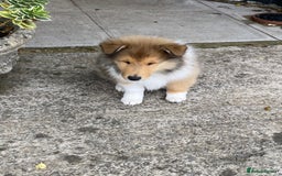 Rough Collie dogs for sale: ROUGH COLLIE SABLE AND WHITE PUPPIES - Image 11