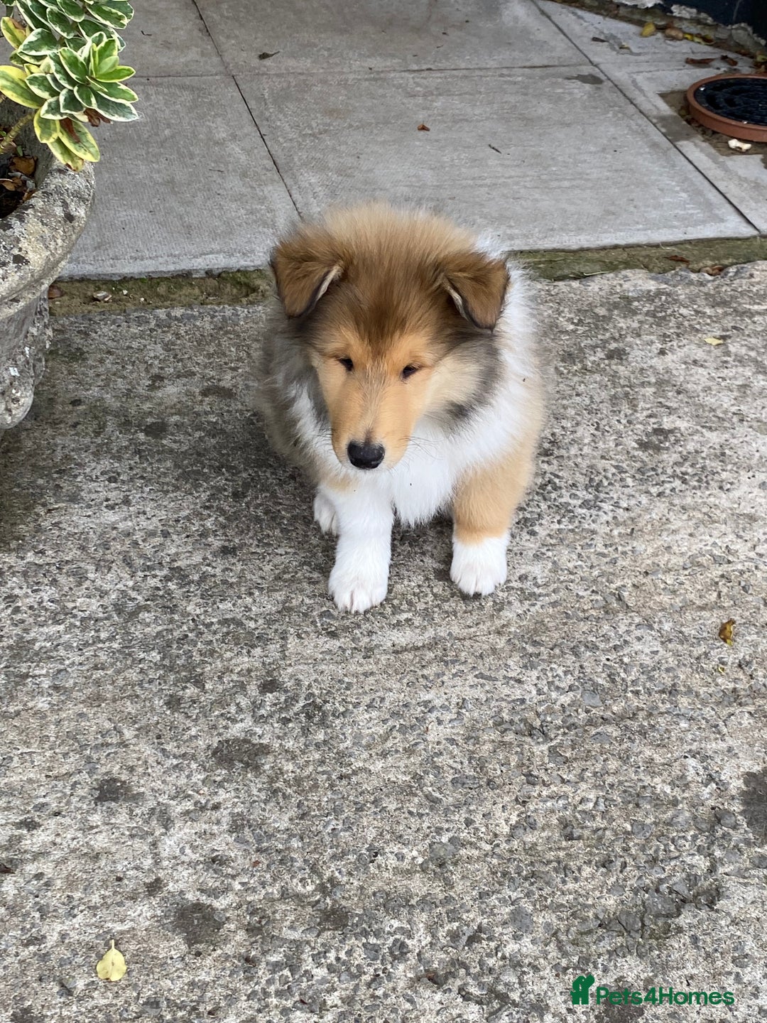 Rough Collie dogs for sale: ROUGH COLLIE SABLE AND WHITE PUPPIES - Image 11