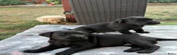 Labrador Retriever dogs for sale: Black Labrador Girls in Northampton - Advert 7