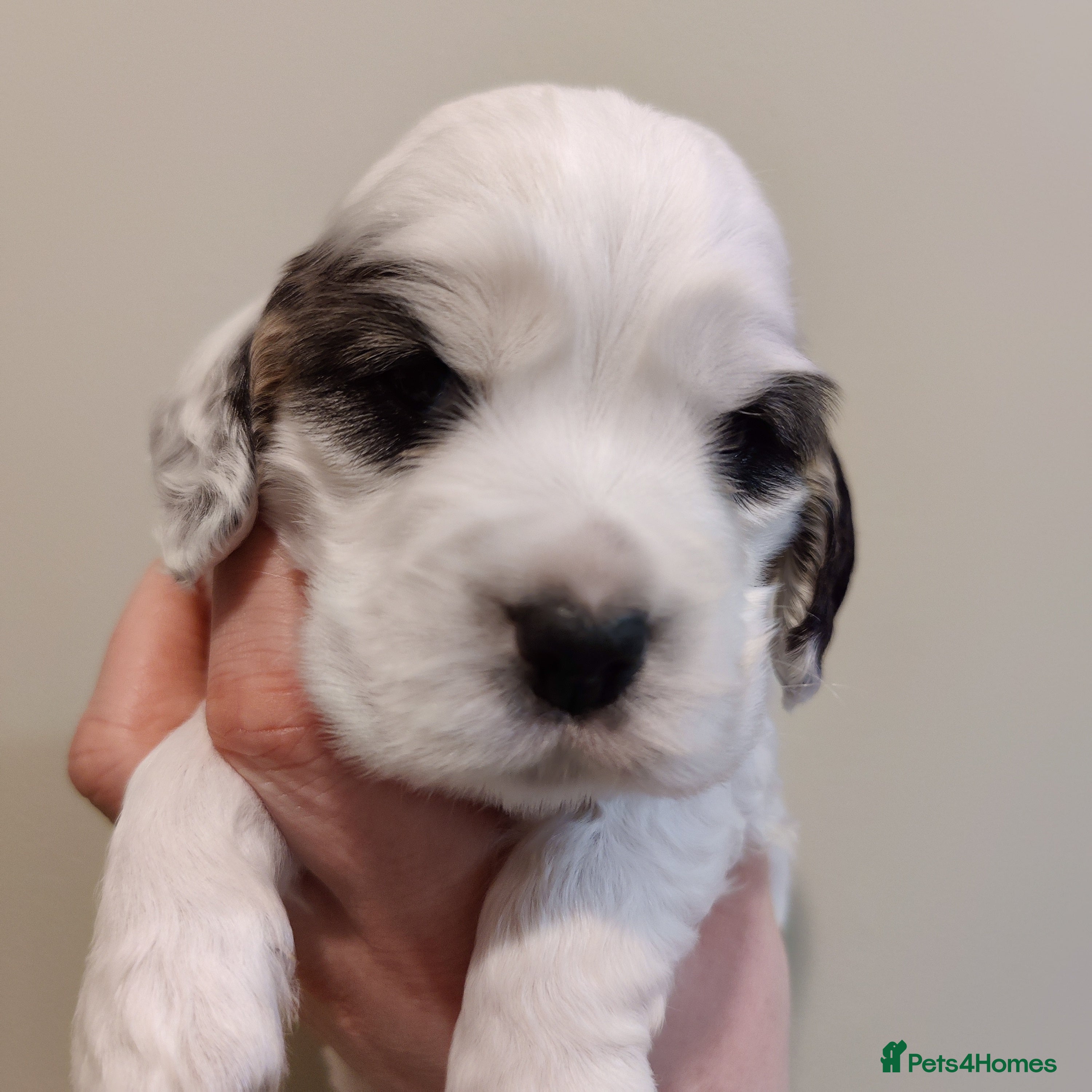 Cocker Spaniel dogs KC Registered Show Type Cocker Spaniels  - Advert 10