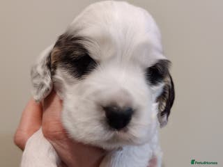 Cocker Spaniel dogs KC Registered Show Type Cocker Spaniels - Advert 10