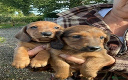 Dachshund dogs for sale: Dachshunds pure bred puppies for sale - Image 11