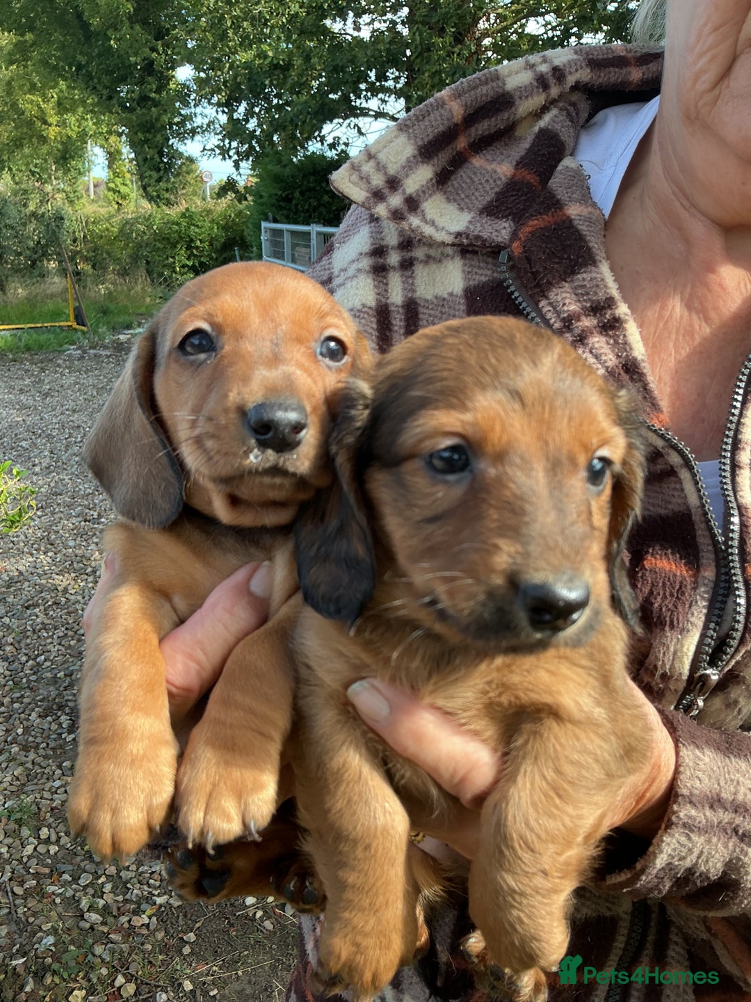 Dachshund dogs for sale: Dachshunds pure bred puppies for sale - Image 11