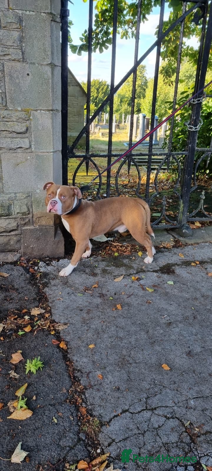 Mixed Breed dogs Bully breed - Advert 1