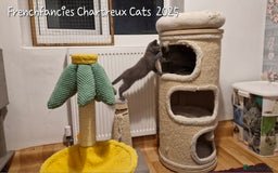 Chartreux cats for sale: Chartreux sisters  - Image 4