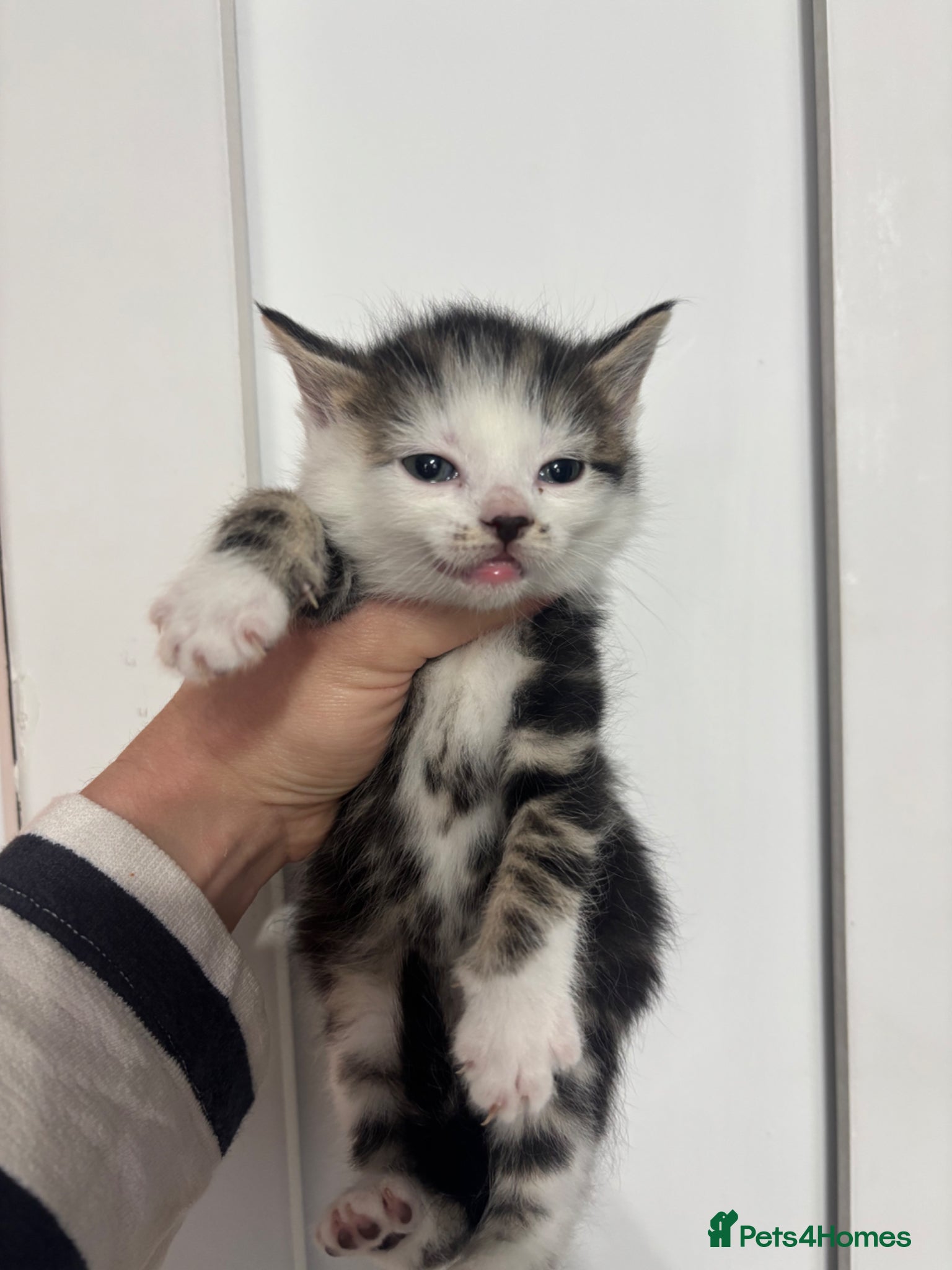 Mixed Breed cats Beautiful kittens 3 left ready NOW - Advert 1