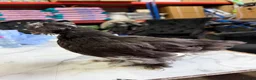Chickens poultry for sale: 🐥🐣🥚USA Bearded silkies🐥Vorwerk🐥Brahmas🥚🐣🐥 - Advert 6