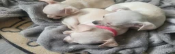 Chihuahua dogs for sale: 3 little pups  in Birmingham - Advert 4