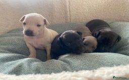 Italian Greyhound dogs for sale: Italian greyhound  - Image 5