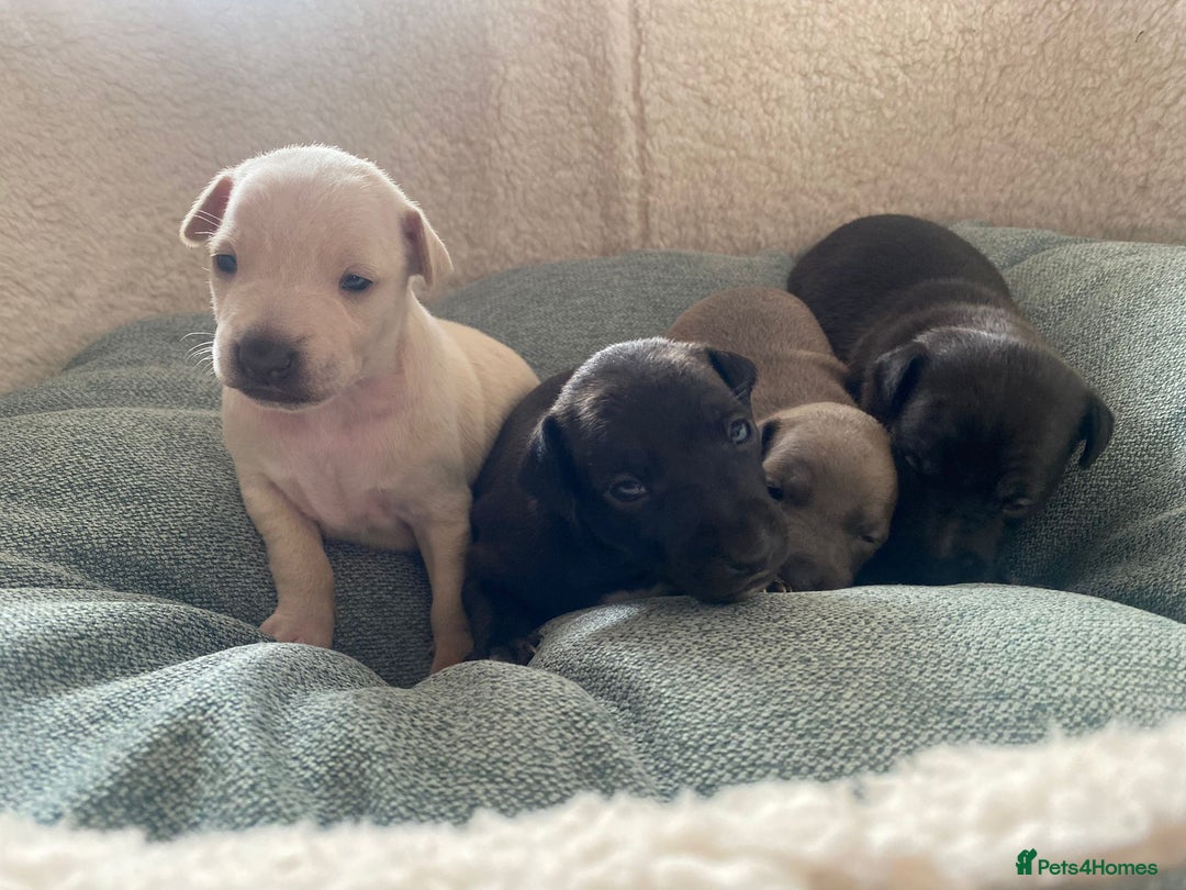 Italian Greyhound dogs for sale: Italian greyhound  - Image 5