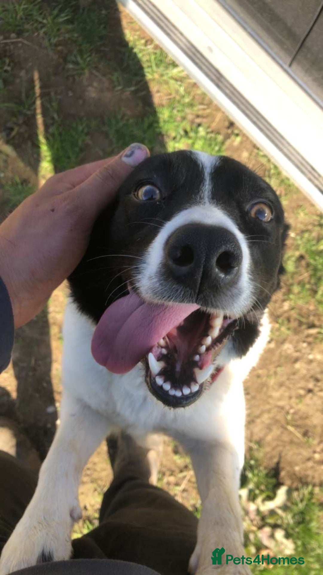 Border Collie dogs for sale: Border collie ISDS registered  - Advert 3