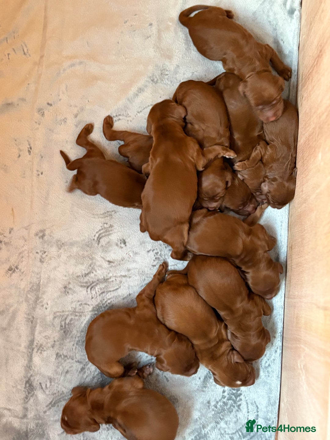 Irish Setter dogs for sale: ❤️🇮🇪Irish setter pups 🇮🇪 ❤️ - Advert 13