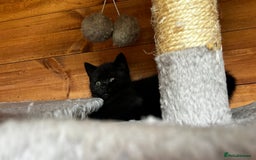 British Shorthair cats for sale: Kittens for forever homes - Image 6