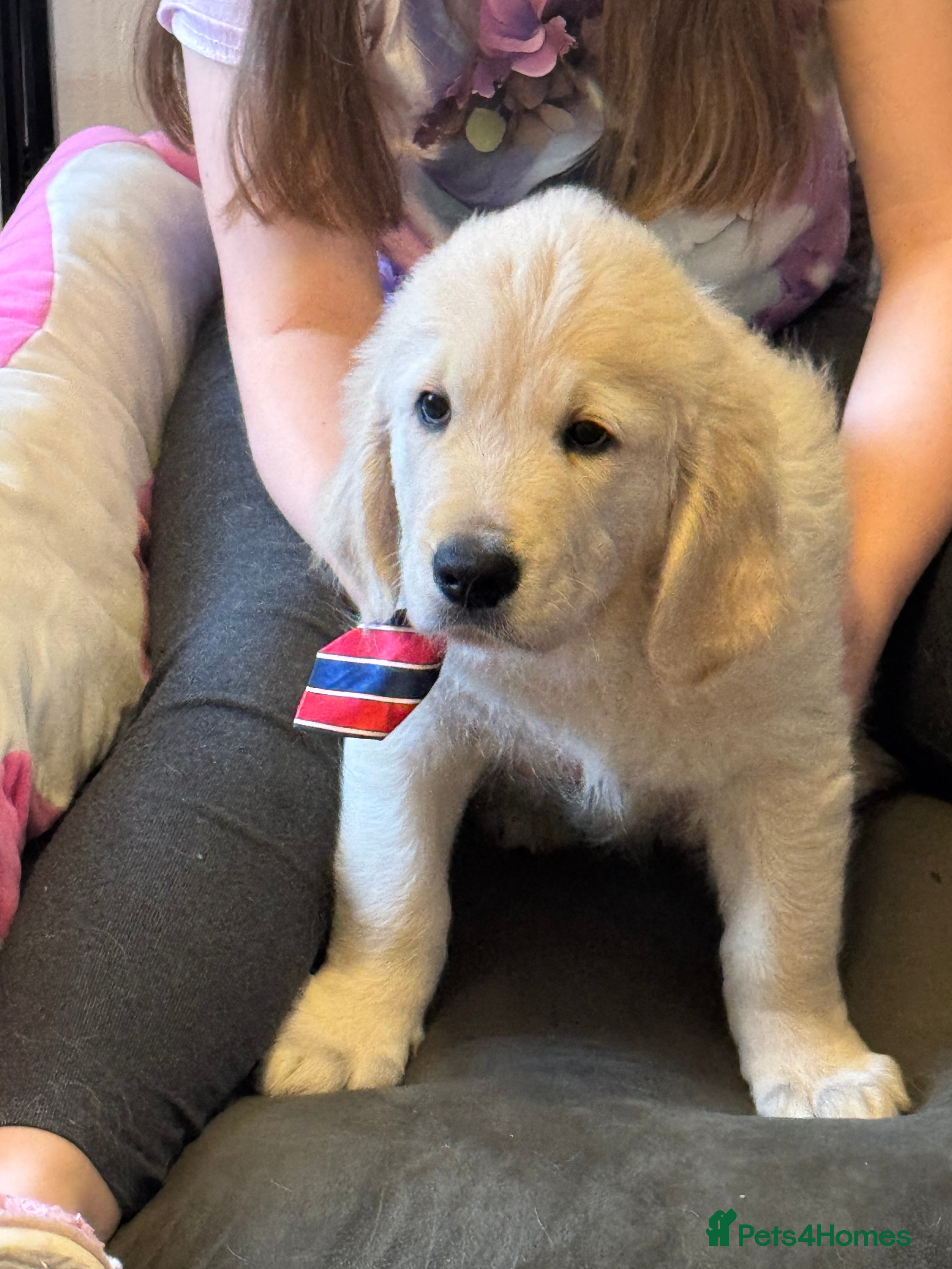 Golden Retriever dogs Beautiful Golden Retriever puppies KC - Advert 4