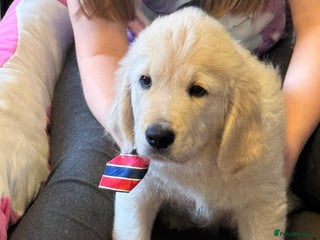 Golden Retriever dogs Beautiful Golden Retriever puppies KC - Advert 8