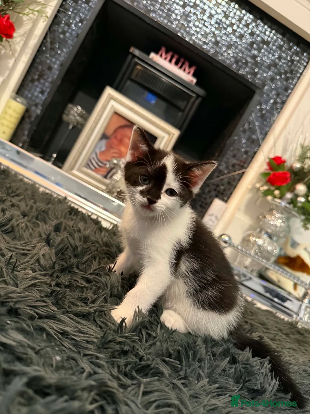 Mixed Breed cats for sale: Kittens  - Advert 2