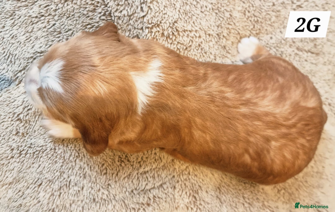 Cocker Spaniel dogs for sale: Working Cocker Spaniels (F1B) health checked. - Advert 5