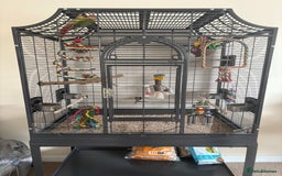 Conures birds for sale: Green cheek pineapple conure  - Image 6