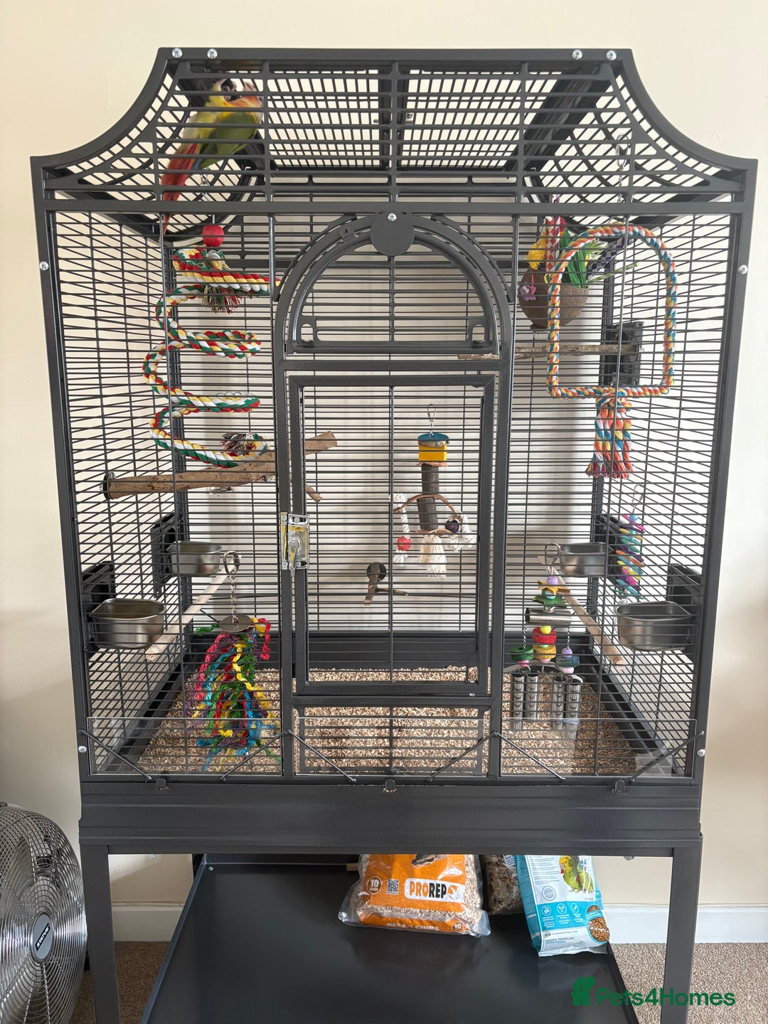 Conures birds for sale: Green cheek pineapple conure  - Image 6