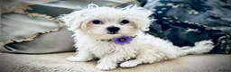 Maltese dogs for sale: 🌟  KC Registered Maltese Puppies Ready 🌟 - Advert 13