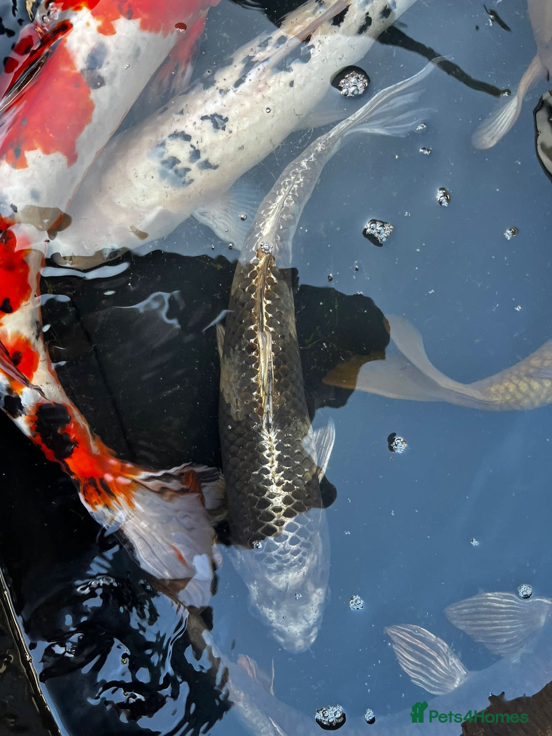 Koi Carp fish for sale: Japanese koi carp £100 each  - Image 25